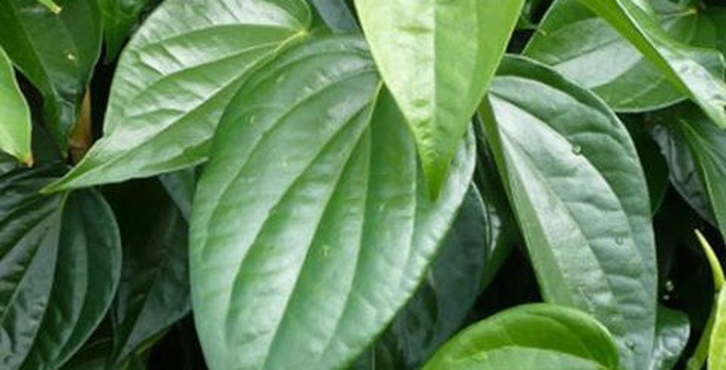 mỹ phẩm thiên nhiên từ lá trầu không