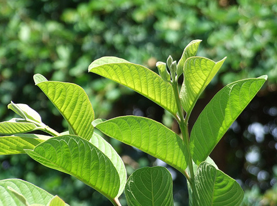 mỹ phẩm thiên nhiên từ lá ổi