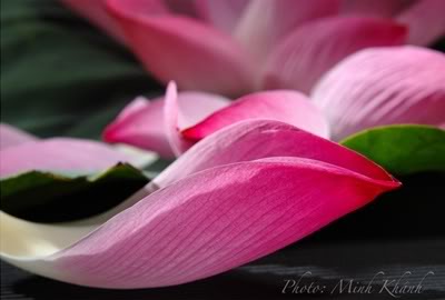 mỹ phẩm thiên nhiên từ hoa sen