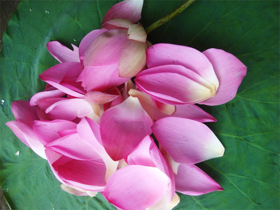 Hoa sen - Mỹ phẩm thiên nhiên tuyệt vời