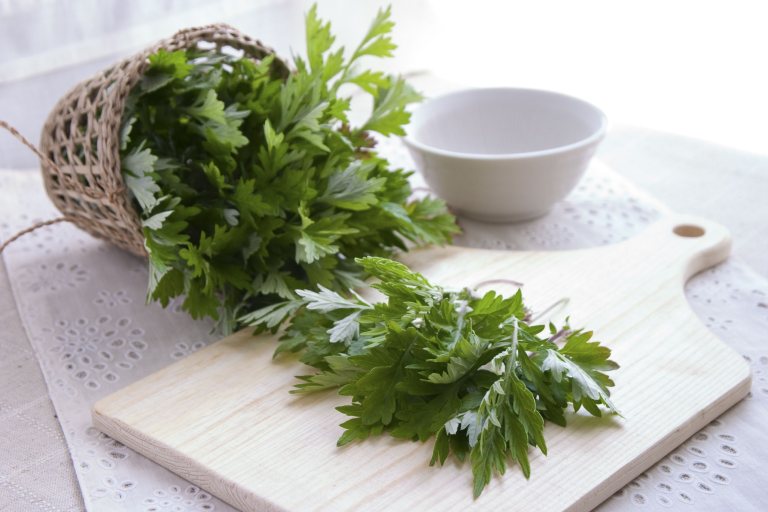Ngải cứu - Sự chăm sóc tuyệt vời cho sắc đẹp