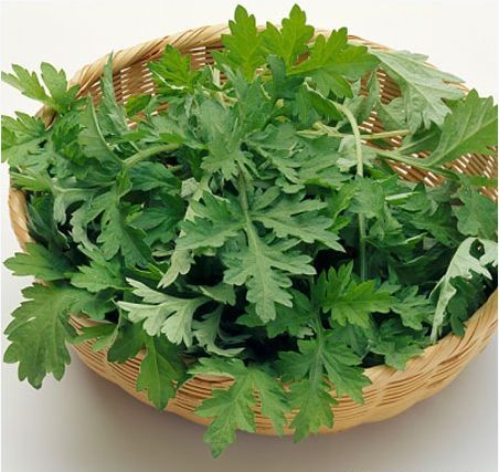 Ngải cứu - Mỹ phẩm thiên nhiên tuyệt vời