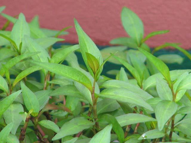 mỹ phẩm thiên nhiên từ rau răm
