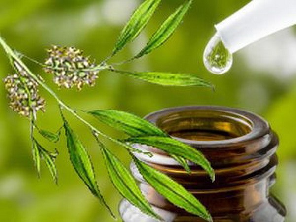 Dầu tràm - Dưỡng da tuyệt vời