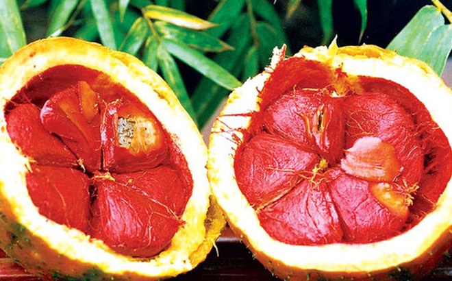 Trái gấc - Mỹ phẩm thiên nhiên tuyệt vời