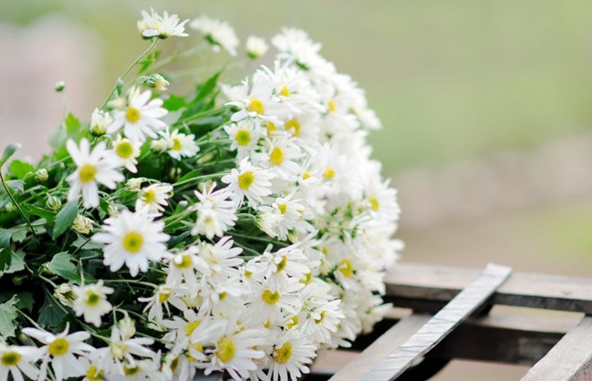 mỹ phẩm thiên nhiên từ hoa cúc