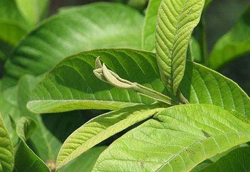 Lá ổi - Mỹ phẩm thiên nhiên tuyệt vòi