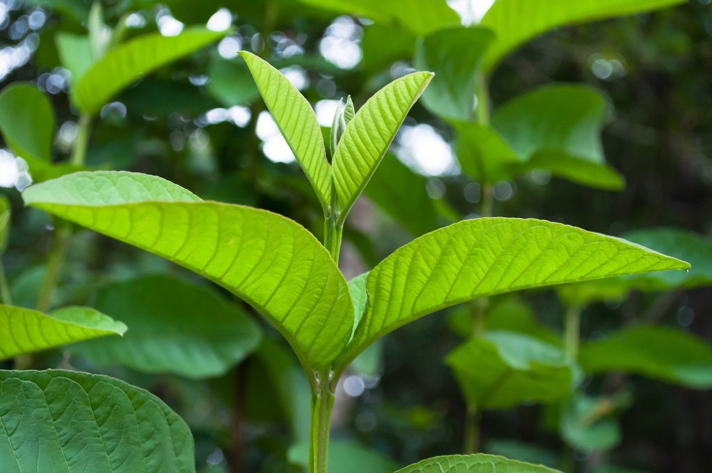 mỹ phẩm thiên nhiên từ lá ổi
