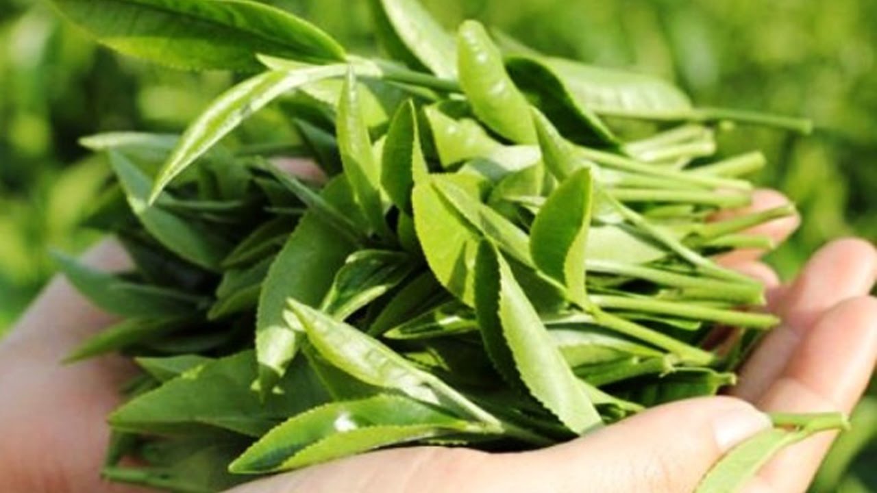 mỹ phẩm thiên nhiên từ trà xanh