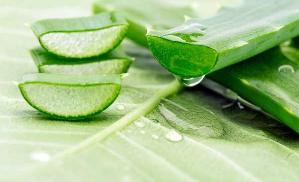 Nha đam - Phương pháp chăm sóc tuyệt vời cho sắc đẹp