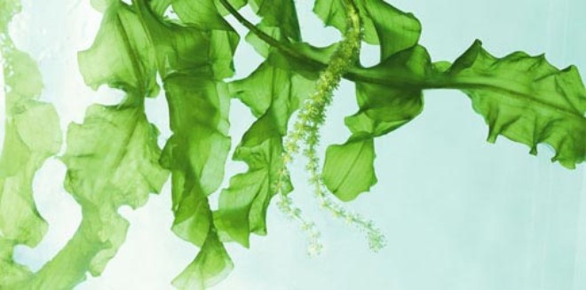 Tảo biển - Mỹ phẩm thiên nhiên tuyệt vời